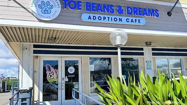 Toe Beans & Dreams Adoption Cafe - Cafe on Oahu, Hawaii | NateEatsHawaii food review and recommendations